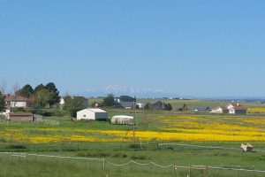Pikes Peak on the horizon with a field of yellow flowers in the foreground